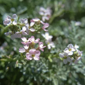 Cakile edentula