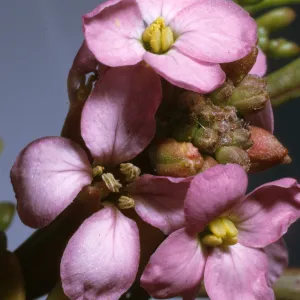 Cakile maritima