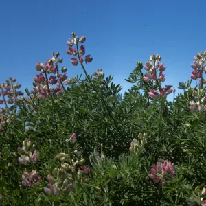 Lupinus arboreus