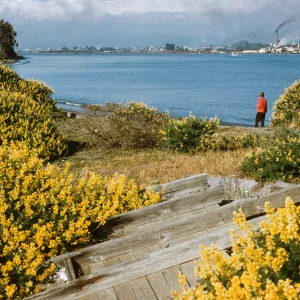 Lupinus arboreus