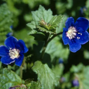 Phacelia viscida