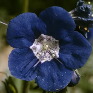 Phacelia viscida