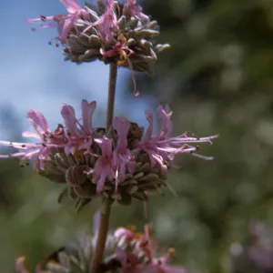 Salvia leucophylla (Purple Sage)