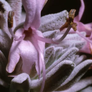 Salvia leucophylla (Purple Sage)