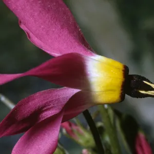Dodecatheon clevelandii