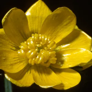Ranunculus californicus