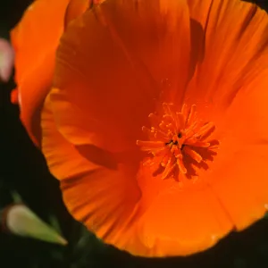 Eschscholzia californica