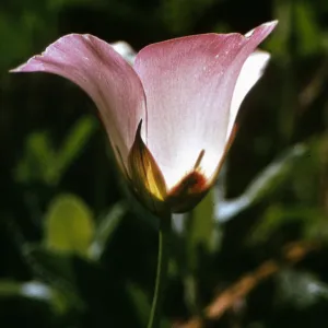 Calochortus