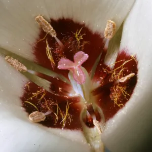 Calochortus catalinae