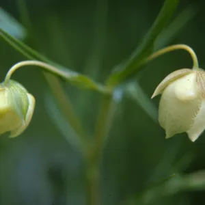 Calochortus albus