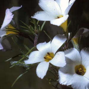 Linanthus dianthiflorus
