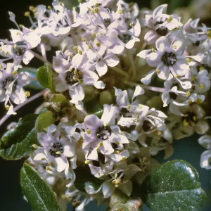 Ceanothus megacarpus