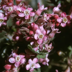 Ribes malvaceum