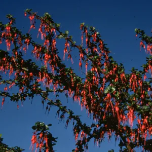 Ribes speciosum