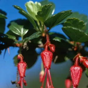 Ribes speciosum