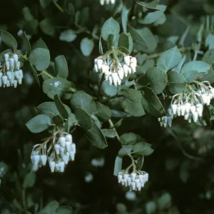 Arctostaphylos glauca