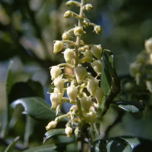 Comarostaphylis diversifolia