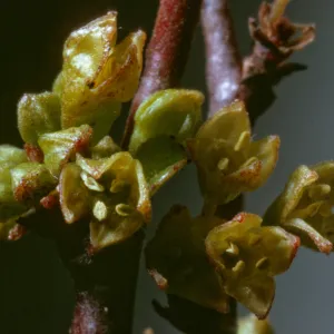 Rhamnus crocea