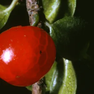 Rhamnus crocea