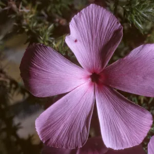 Leptodactylon californicum