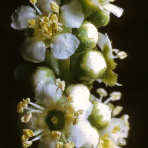 Adenostoma fasciculatum