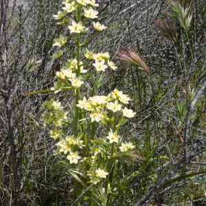 Zigadenus fremontii