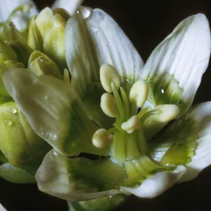 Zigadenus fremontii