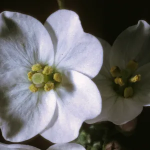 Dentaria californica