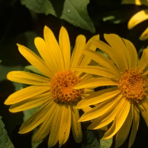 Venegasia carpesioides