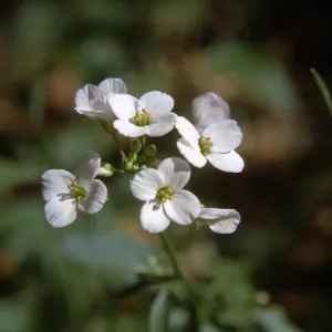 Cardamine californica