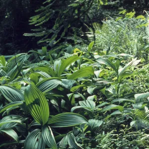 Veratrum fimbriatum