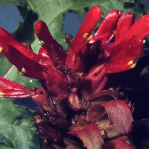 Pedicularis densiflora
