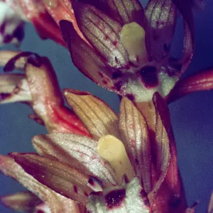 Corallorhiza maculata