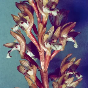 Corallorhiza maculata 