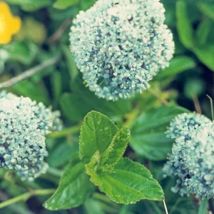 Ceanothus gloriosus