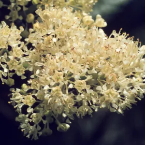 Ceanothus incanus