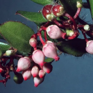 Arctostaphylos nummularia