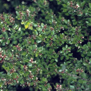Arctostaphylos nummularia