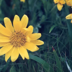 Wyethia angustifolia