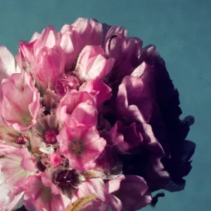 Armeria maritima 