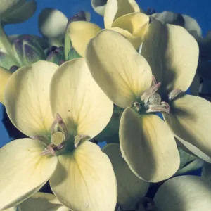 Erysimum 