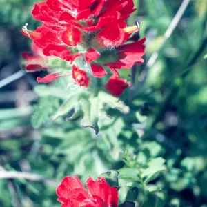 Castilleja latifolia 