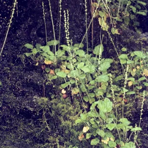Mitella ovalis