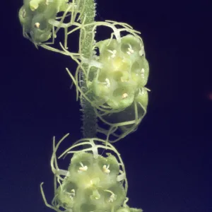 Mitella ovalis