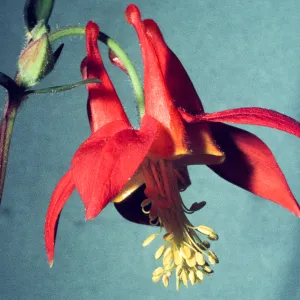 Aquilegia flower