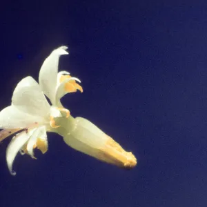 Vancouveria planipetala