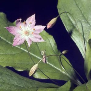 Trientalis latifolia