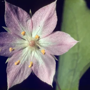 Trientalis latifolia