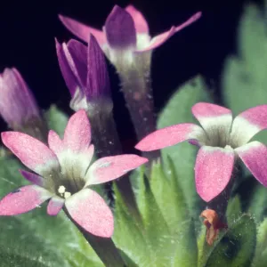 Allophyllum flowers