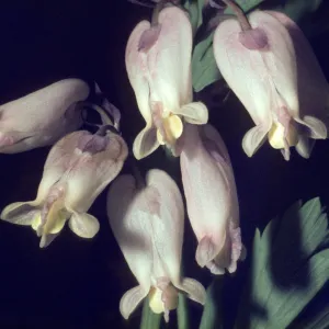 Dicentra formosa